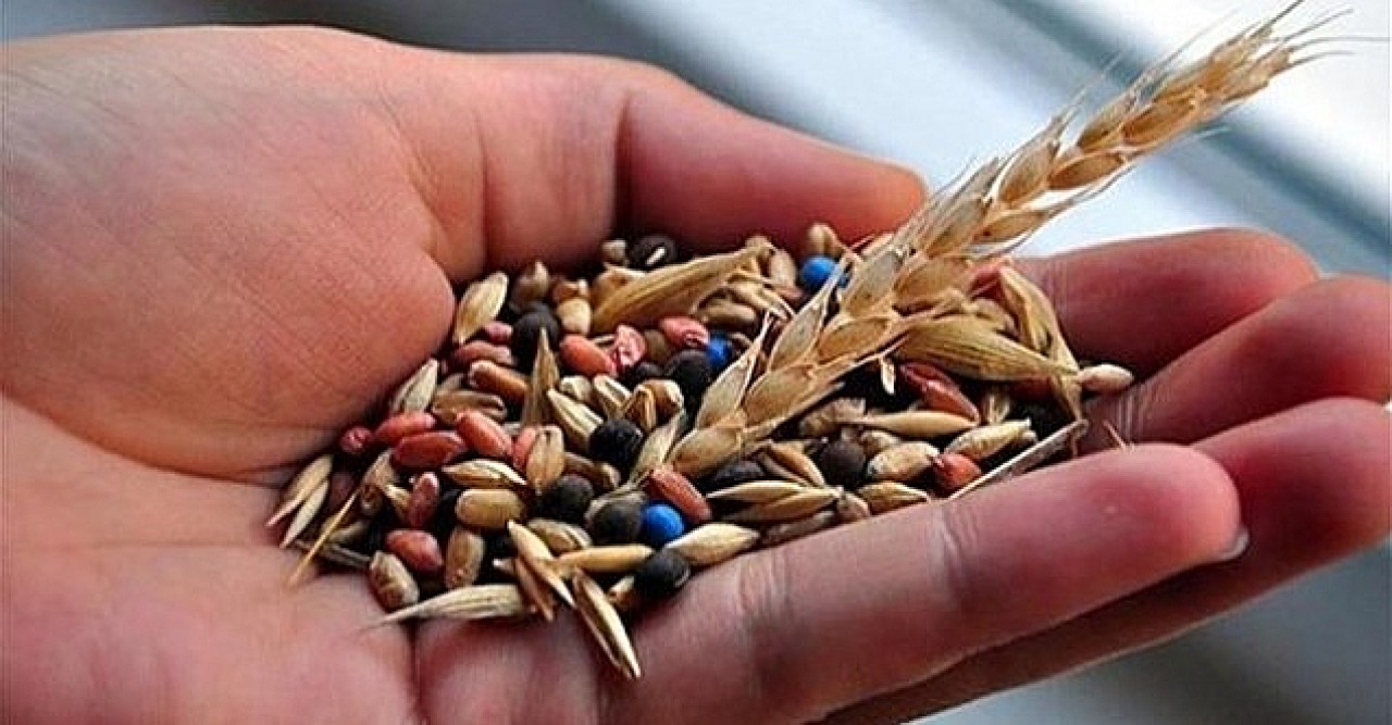 Elmalı da ata tohumu buğday üreticileriyle buluştu