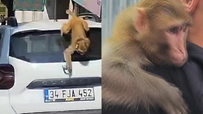 Fatih'te Kaçan Maymun Momo Sokakları Telaşa Sürükledi!