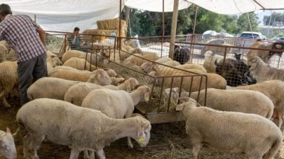 Kurbanlık fiyatları 2024 Küçükbaş büyükbaş hisse fiyatı ne kadar?